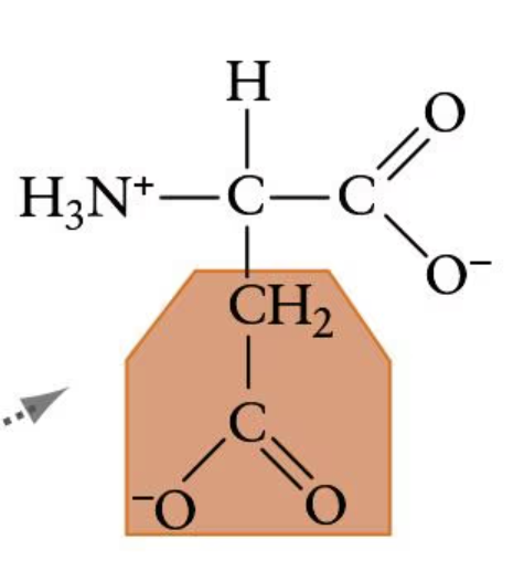 <p>(Asp, D) | Electrically charged side chain (acidic)</p>