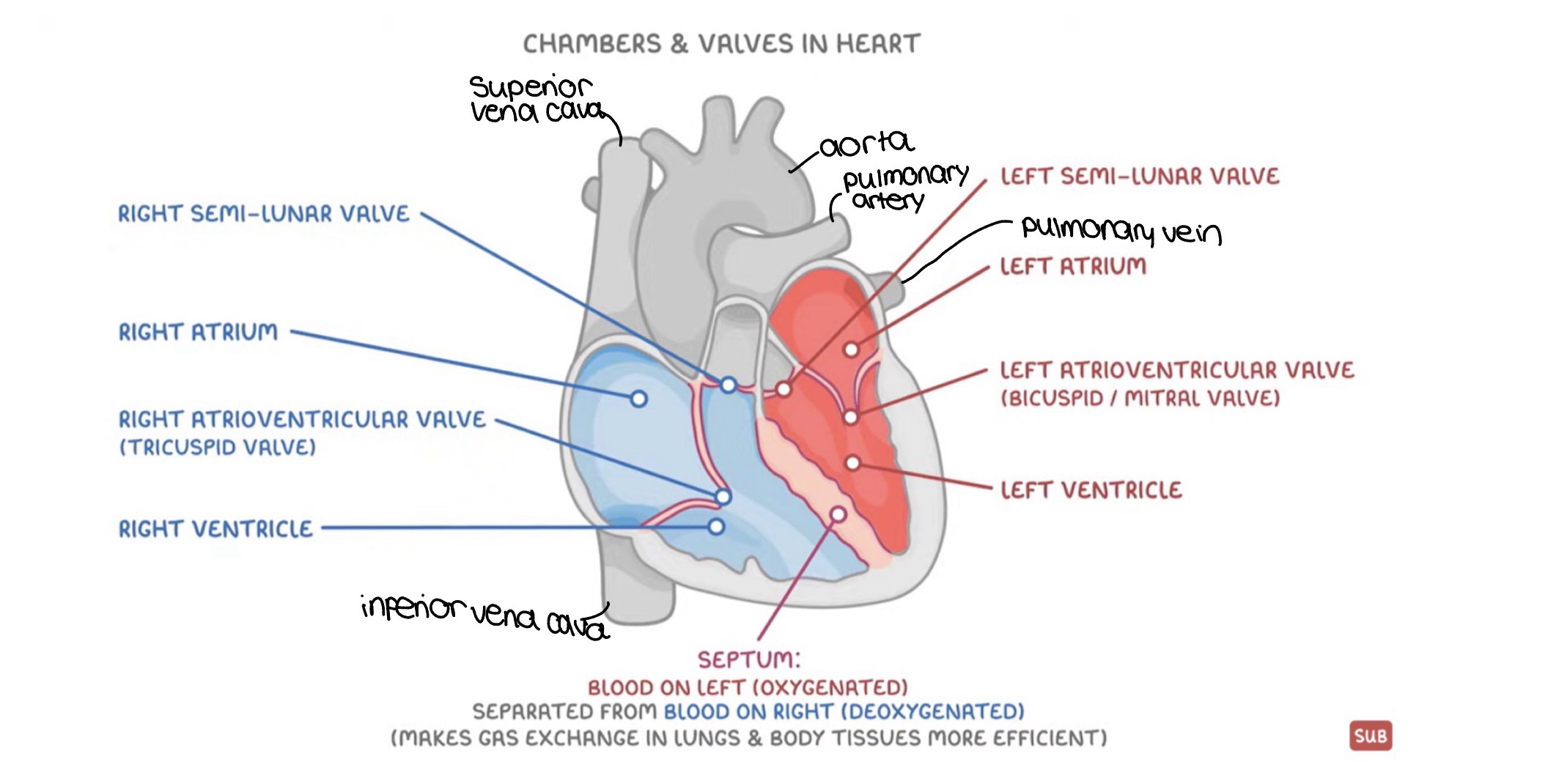 <p>ventricles have thicker walls than atria because they pump blood a longer distance(out of heart to other organs whilst atria only pump into ventricles) so need more pressure</p><p>left ventricle has the thickest wall to pump blood all around body, but right ventricle only 2 lungs</p><p>septum separates oxygenated blood on left from deoxygenated blood on right for more efficient gas exchange</p>