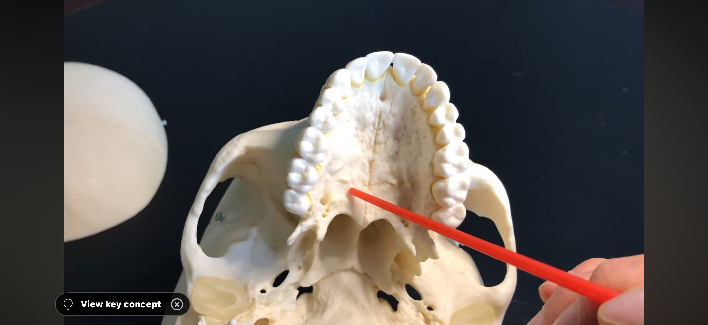 <p>What is this PART of the plate called?</p>