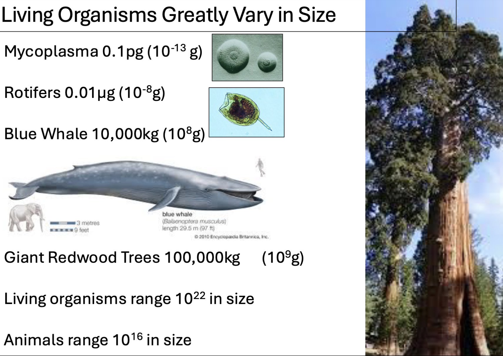<p>Graphing Large range of Sizes: Logarithmic(Log) Scale</p>