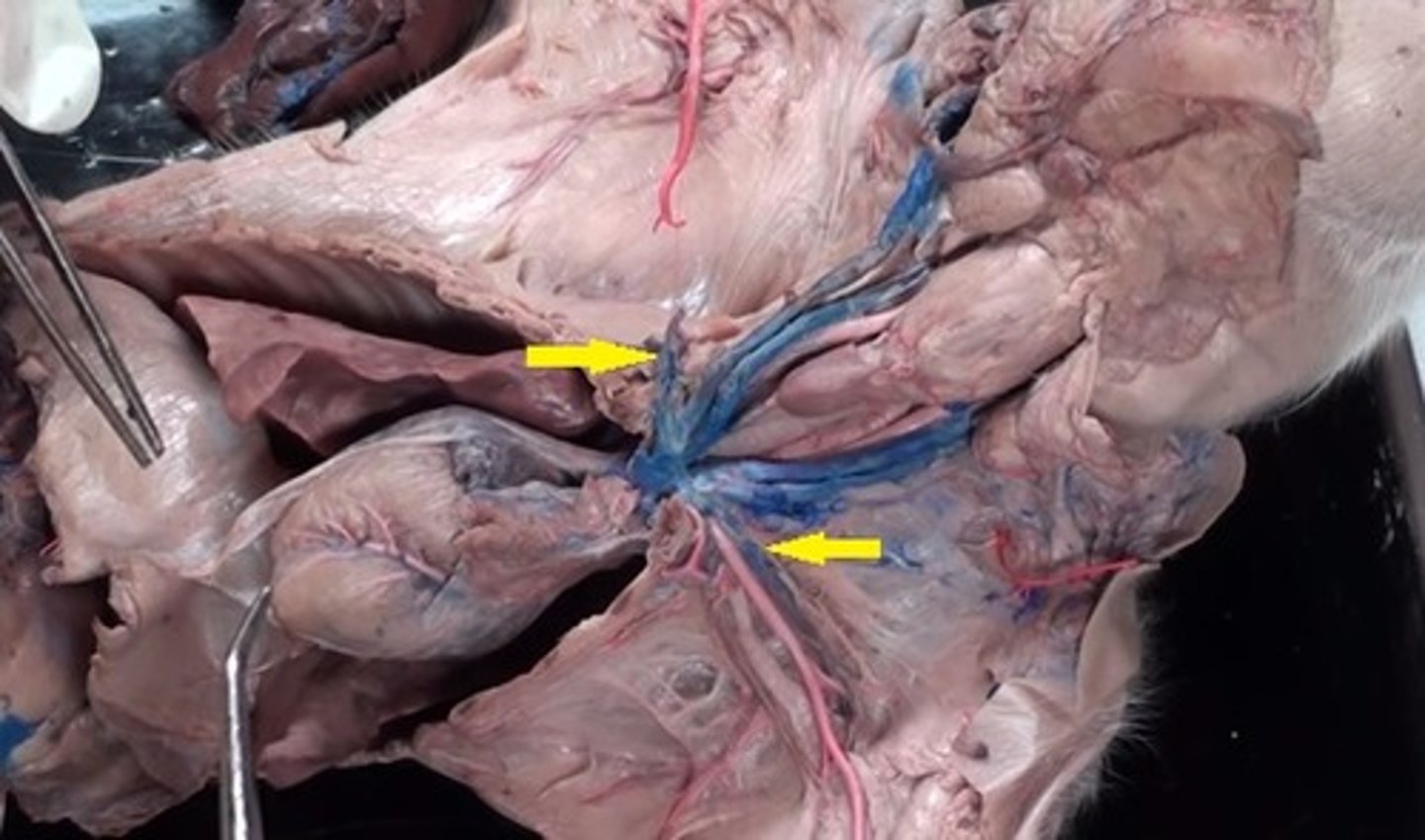 <p>(right and left) (right next to artery)</p>