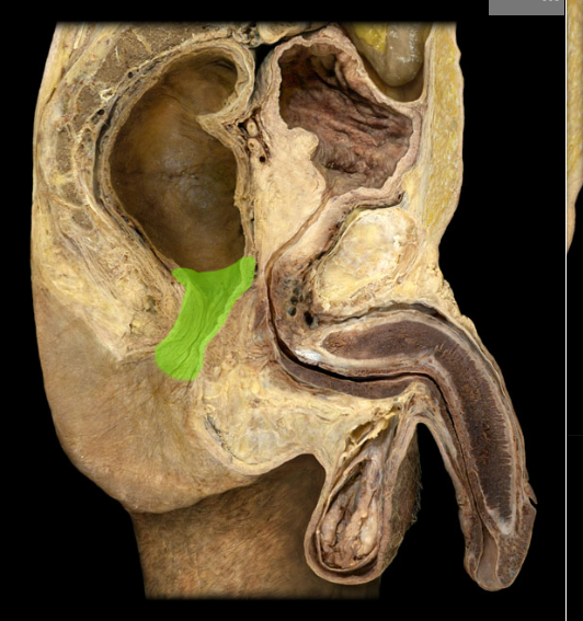 <p><span>Anal canal</span></p>