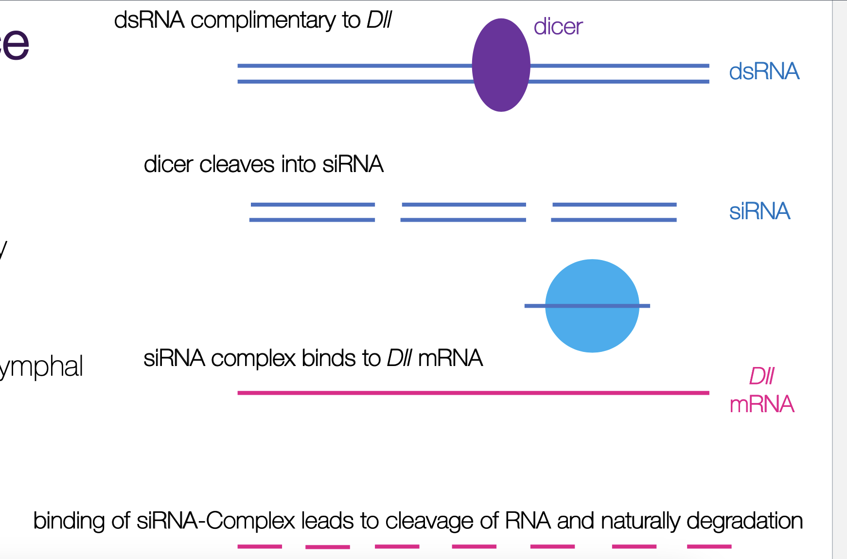 <p>males grasp female while mating on top of them, females intros position are very susceptible to underwater predators. </p><ul><li><p>DII (silenced by RNAi) removes their claspers, rendering them unable to mate. </p></li></ul><p></p>