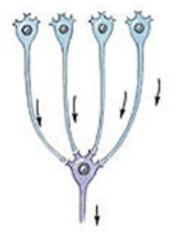 <p>what type of neuronal pool is this</p>