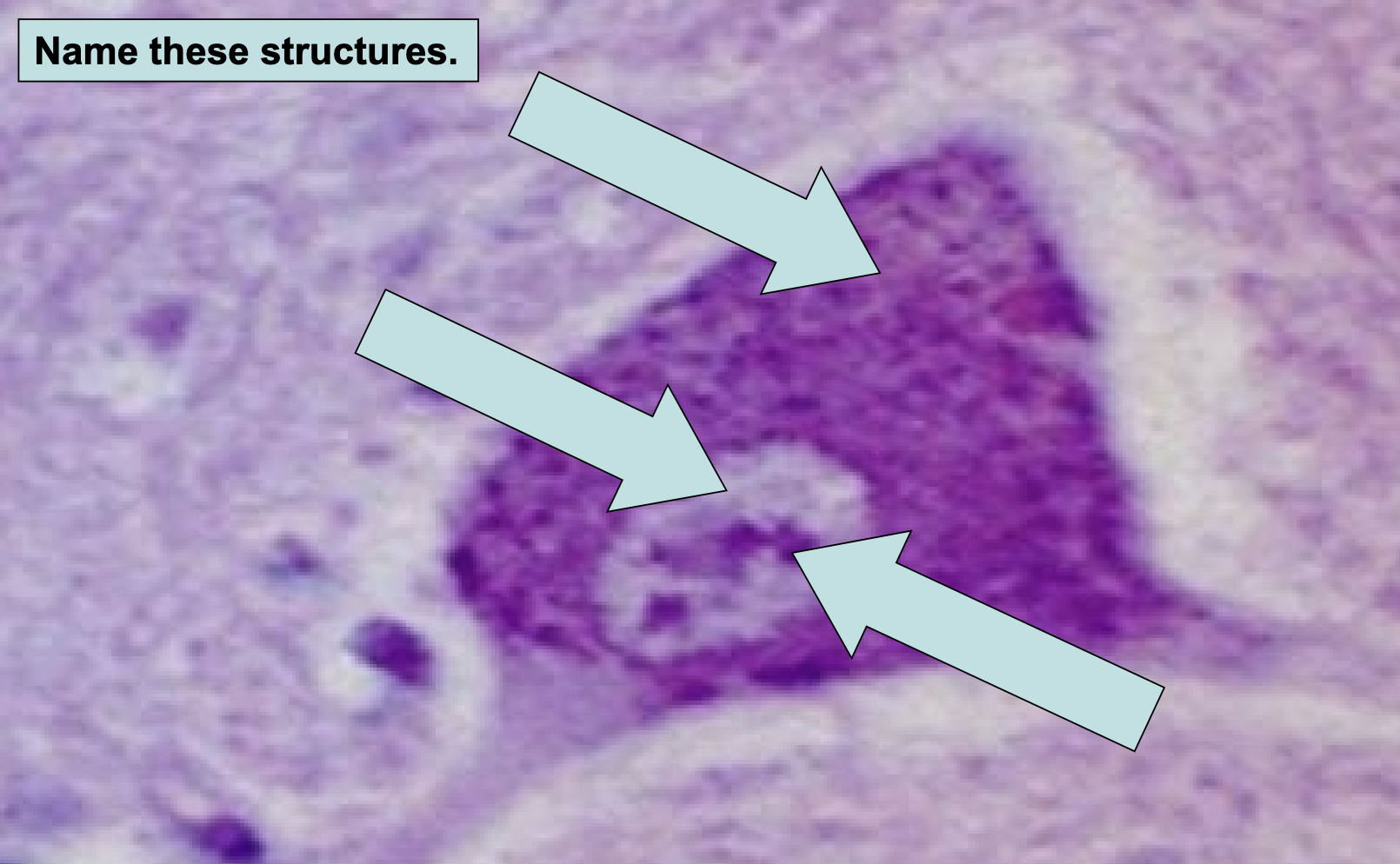 term image
