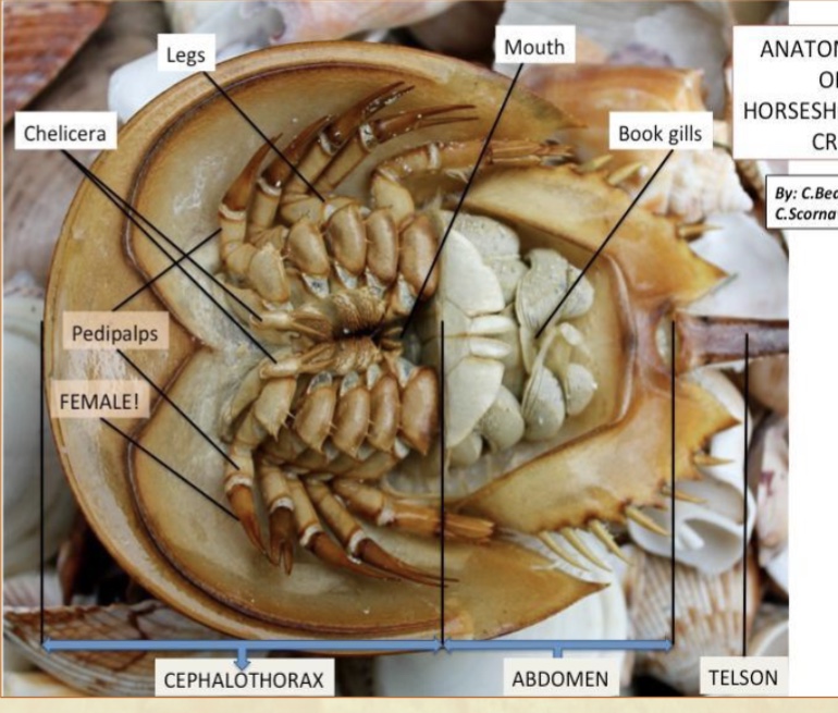 <p>• Females are usually larger.</p><p>• In males, the first pair of walking legs is modified with little hooks that are used during</p><p>mating. The walking legs in the female all look the same.</p>