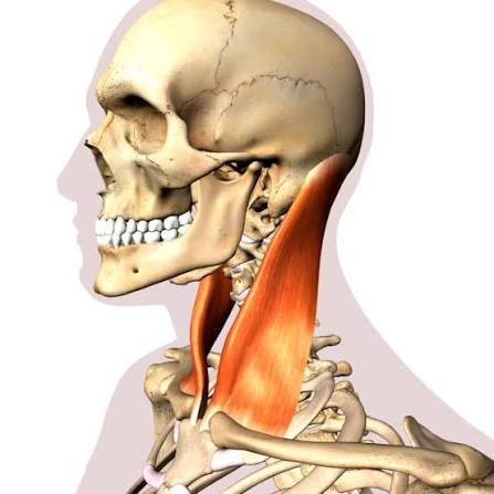 <p>sternocleidomastoid</p>