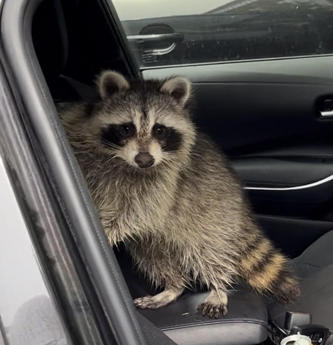 <p>Raccoon, duh</p>