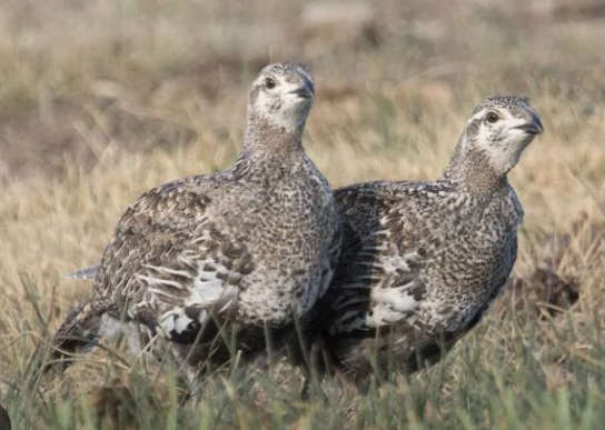 <p>Greater sage-grouse</p>