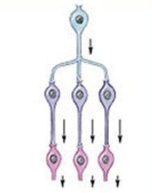<p>what type of neuronal pool is this</p>