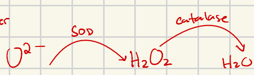<p>O₂⁻ is converted by SOD to H₂O₂ which is then converted by catalase to H₂O</p>