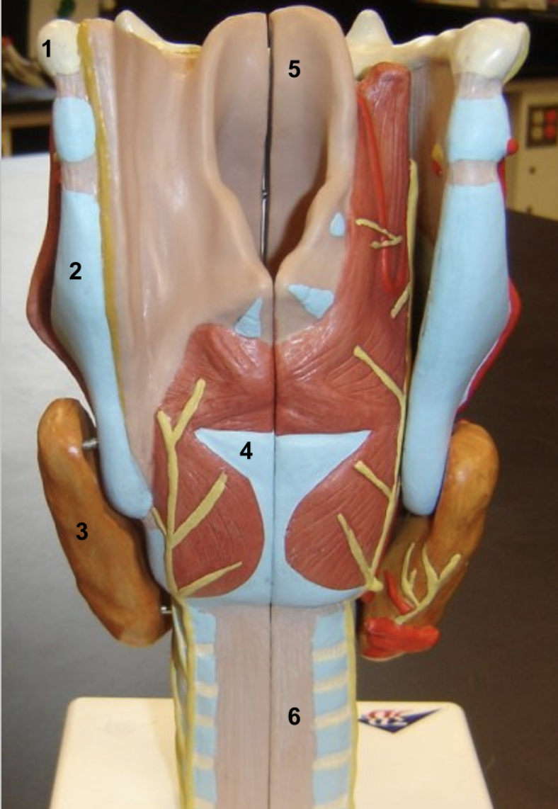 <p>Identify. How do number 2 &amp; 4 differ, how are they similar? How does #5 differ from the two?</p><p>How does the arrangement of cartilage on #6 aid in function?</p>