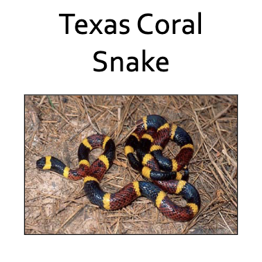 <ul><li><p>Bright red, yellow, and black bands circling the entire body. Red bands touch yellow bands</p></li><li><p>“Red on yellow, kill a fellow” (coral snake - dangerous) vs. “Red on black, friendly Jack” (milk snake - harmless)</p></li><li><p>Small, rounded, black head (NOT triangular). No loreal pit. Round pupils. No true fangs (small fixed front teeth)</p></li><li><p>Venom → powerful NEUROTOXIN - can cause respiratory failure and cardiovascular failure — potentially fatal</p></li><li><p>Symptoms can be DELAYED up to 12 hours after a bite, so people may feel fine and delay treatment. Antivenom is available</p></li><li><p>Related to cobra</p></li><li><p>Behavior: Secretive and not aggressive; rarely bites unless handled</p></li></ul><p></p>