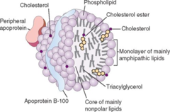 <p>after being hydrolyzed in the intestinal lumen, the free fatty acids get absorbed through the GI membrane and are reassembled into TAGs and then into ____________________ to travel to the lymph system</p>