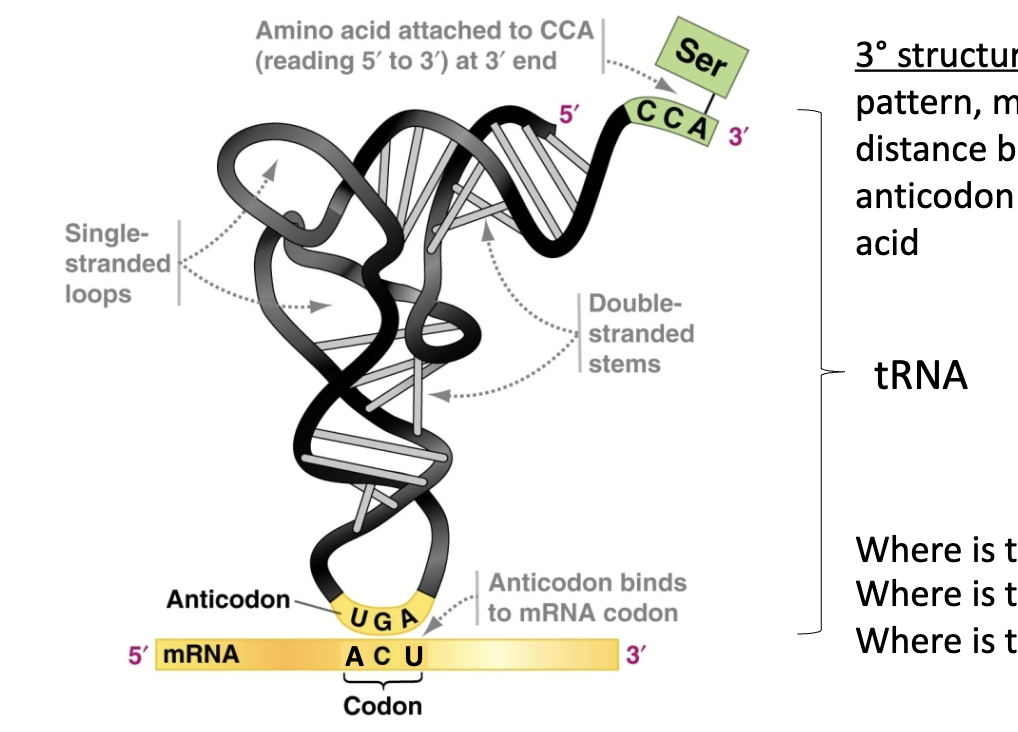 <p>Interpreters for Protein Synthesis </p><p>1) tRNA attaches to mRNA molecule at anticodone + codon</p><p>2) Amino acid attaches at 3’ end›</p>