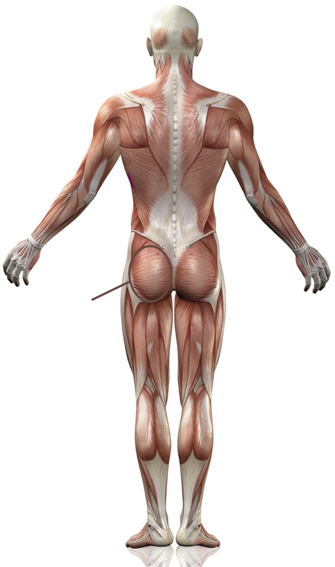 <p><strong>Name the following muscle</strong></p>
