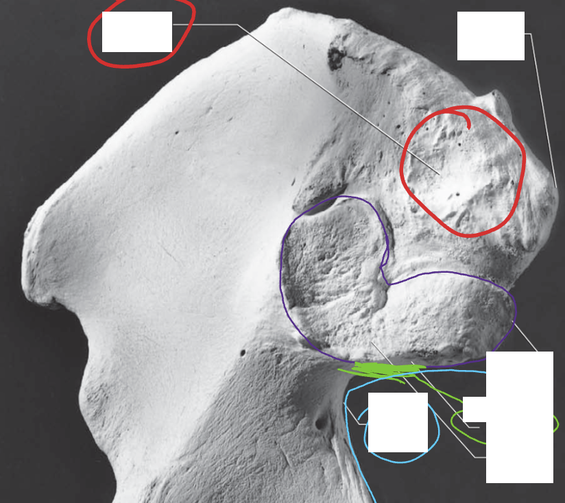 <p>Pelvis: What is the Red?</p>