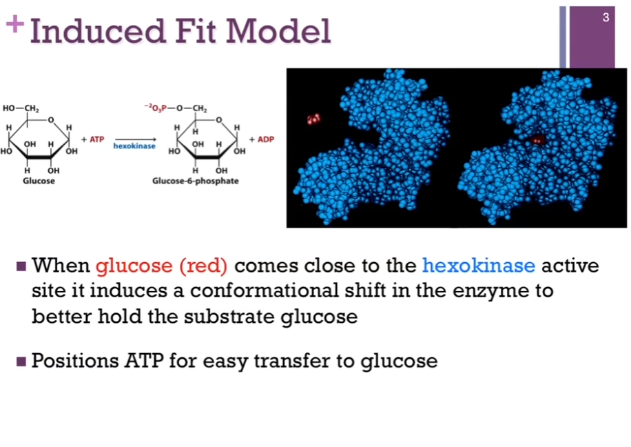 <p>Hexokinase; this is the enzyme that catalyzes the transfer of a phosphate from ATP to glucose to form Glucose-6-phosphate (upper left schematic). This is the first reaction in glycolysis! In the right schematic, we have the space filling model of hexokinase in blue. Left portion of right schematic, hexokinase in blue, active site (hole area) as if it has its mouth open and ready to receive the substrate, which is glucose in red. Once it binds that substrate (right portion of the panel), there’s a conformational change in the enzyme, and it closes down over that substrate. Called the induced model!! because of the binding of substrate induces this conformational change. This helps to <strong>position the ATP for easy transfer of that phosphate group to glucose</strong>. </p><p></p>