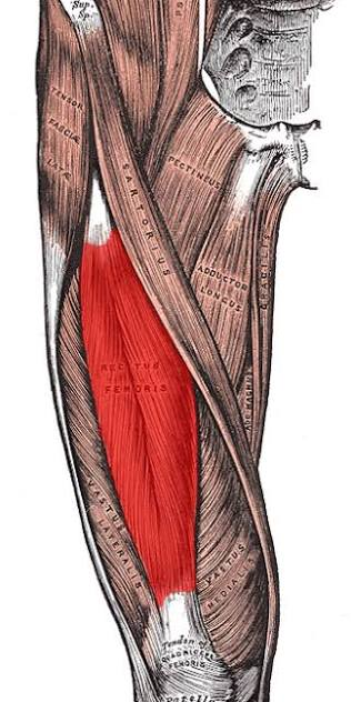 <p>Origin: anterior inferior iliac spine; superior margin of the acetabulum</p><p>Insertion: patella via the quadriceps tendon and tibial tuberosity via the petellar ligament</p><p>Action: extension of leg; flexion of thigh</p>