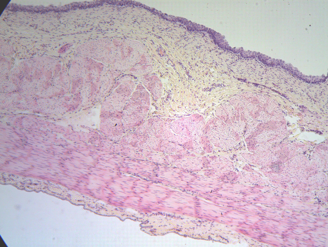 <p>Where in the body is the image from?</p>