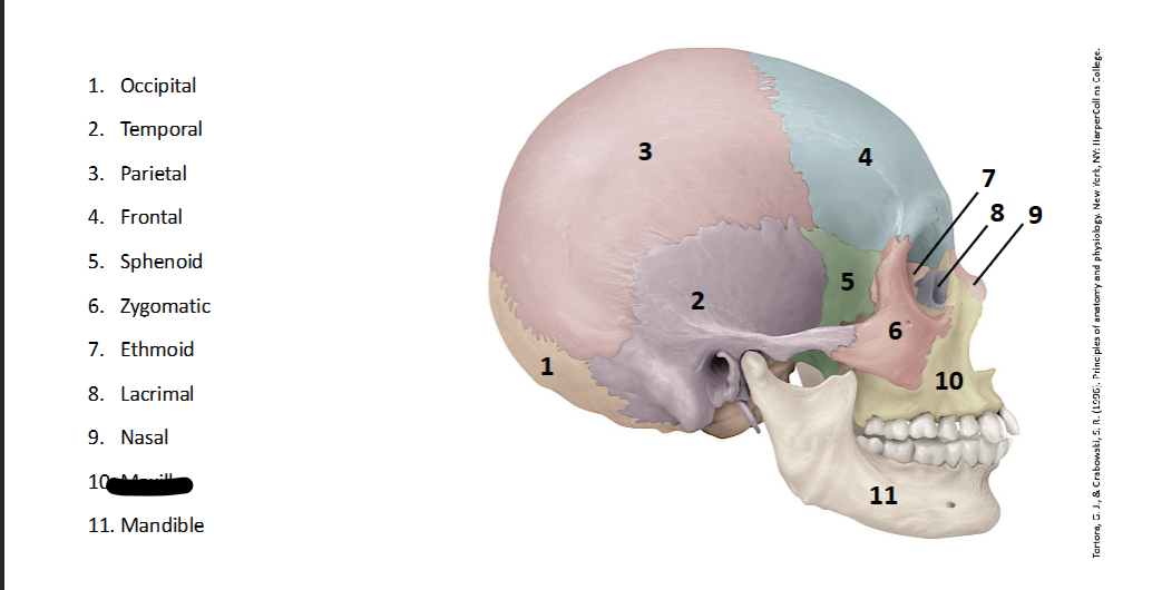 <p>What landmark within the <strong>Skull? (LATERAL)</strong></p>
