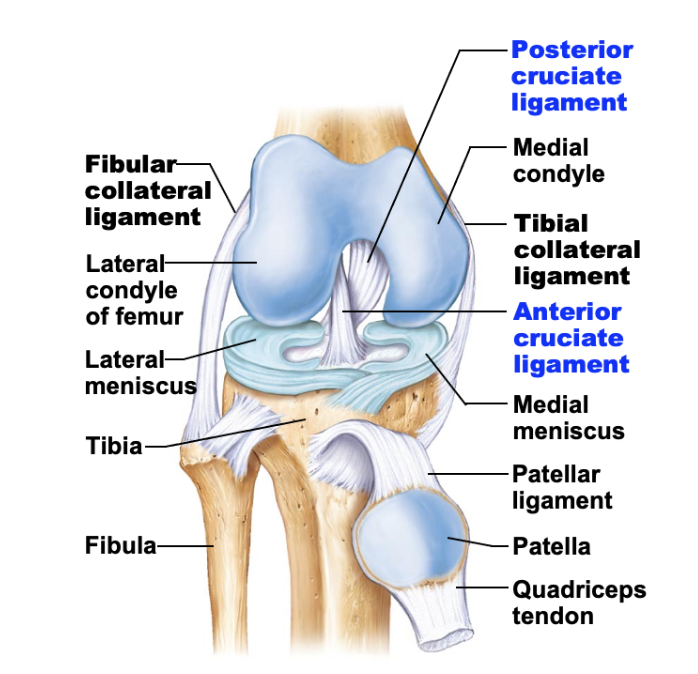 <p>knee joint intracapsular ligaments</p>
