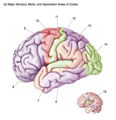 <p>The lateral surface of the brain.</p><p>Major sensory, motor and association areas of cortex.</p><p>10</p>