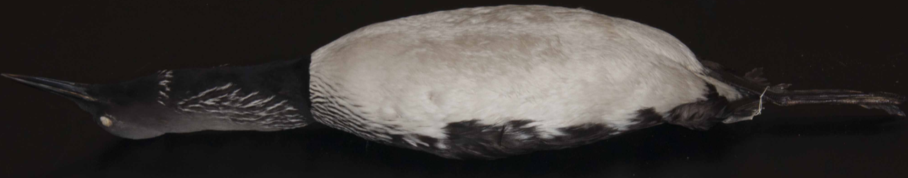 <p>Loon</p>