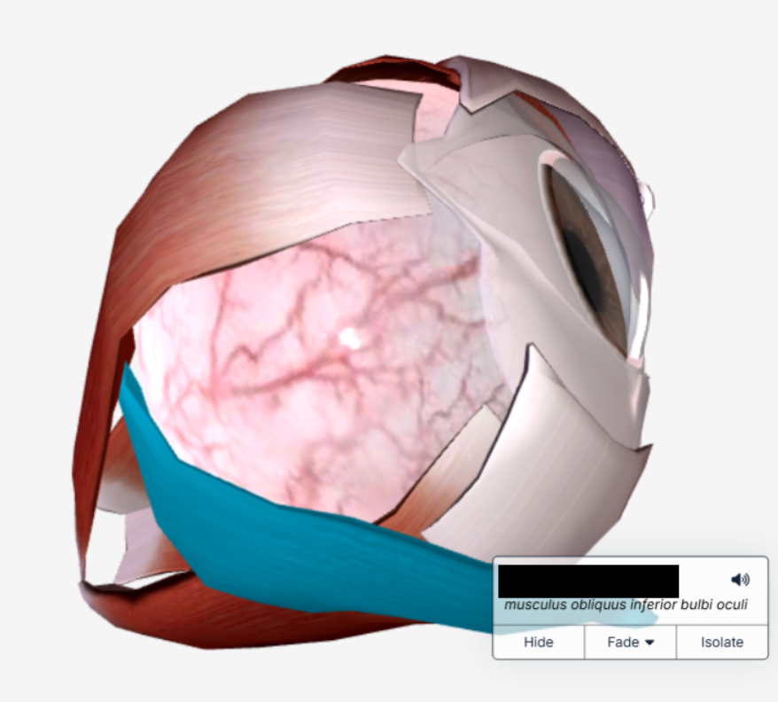 <p><br><span>The _____ _____ extends from the medial wall of the orbit of the eye to its attachment on the inferolateral aspect of the eyeball.</span></p>