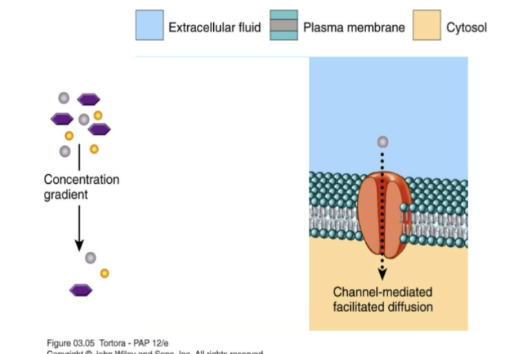 <p>channel-mediated facilitated diffusion </p>