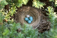 <p>a behavior that reduces the fitness of the individual performing it, relative to nearby alternatives</p>