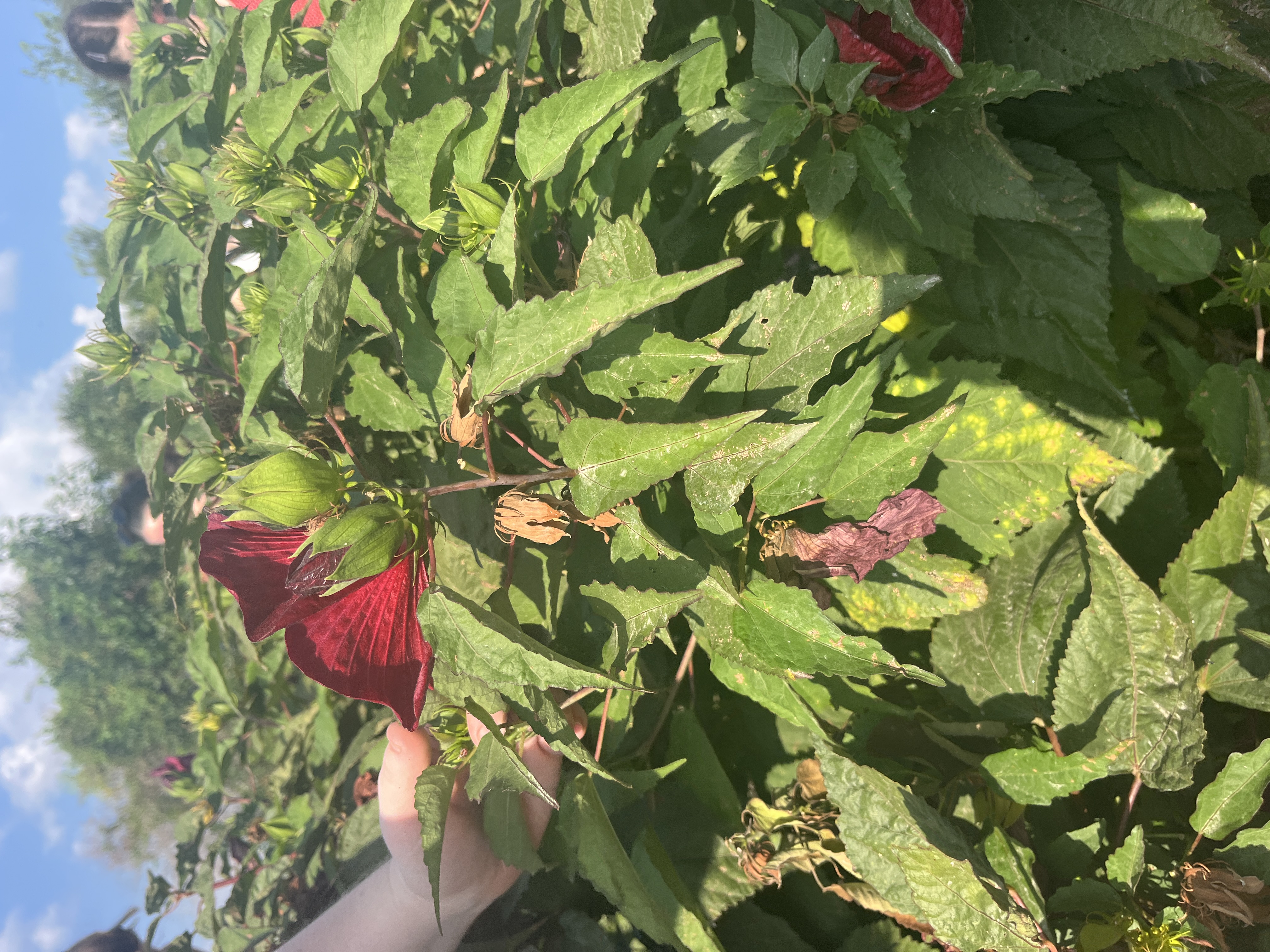 <p>hardy hibiscus or common rose mallow</p>