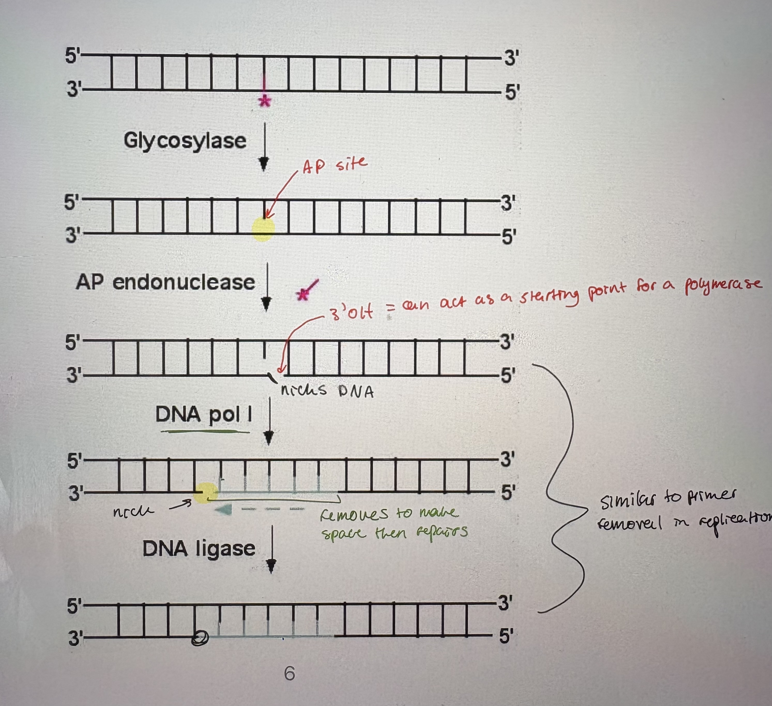 <p>- Repair of deaminated bases occurs via a generic pathway that follows similar steps to many repair pathways using similar enzymes (see pic).</p><p>- Glycosolase: break the glycosyl bond between the damaged base and the sugar in the nucleotide</p><ul><li><p>there are many specific glycosylases.</p></li><li><p>Glycosolases can cleave the base off of the nucleotide. Leaves an AP (apurinic or apyrimidinic) site</p></li></ul><p>- AP endonuclease: Cut sugar-phosphate backbone on 3’Oh side of AP site (endonucleases cleave sugar-phosphate backbone w/in dsDNA molecule).</p><p>- DNA pol l: uses 5’-3’ exonuclease activity to remove ntds at nick. Uses its 5’-3’ polymerase activity to fill the gap</p><p>- DNA ligase: seals nick at end of newly added DNA. Catalyzes a phosphodiester bond but doesn’t add ntds.</p><div data-type="horizontalRule"><hr></div><p>- repairs T:G mismatches that result from deamination of 5-CH3-Cytosine. Very specific. </p><p>- 5-CH3-Cystosine: methylated cystoine is common in bacteria because its protects sequences from being cut by its own restriction enzymes </p><ul><li><p>catalyzed by Dcm (methyl transferase)</p></li></ul><p>- not recognized by mismatch repair → occur after replication. Lots of methylates cystoine inc G=T mismatches</p><ul><li><p>Vsr endonuclease: bind to G-T bp but only T is removed </p></li><li><p>DNA pol l: repairs gap (exonuclease, polymerase)</p></li><li><p>DNA ligase: seals the nick </p></li></ul><p>- Vsr endonuclease encoded downstream of Dcm methyltransferase (enzymes that methylates C) → ensures cells inhert gene to methylate C &amp; repair common errors that arise from that </p><p></p>