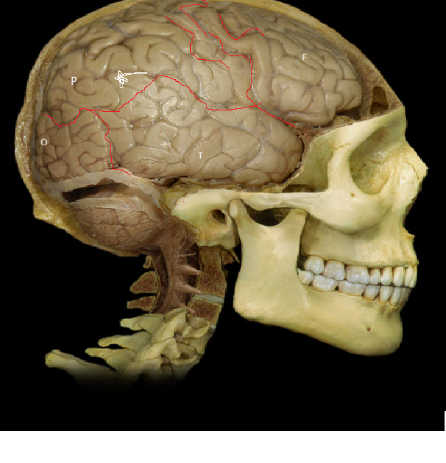 <p>Frontal lobe, parietal lobe, occipital lobe, temporal lobe.</p>