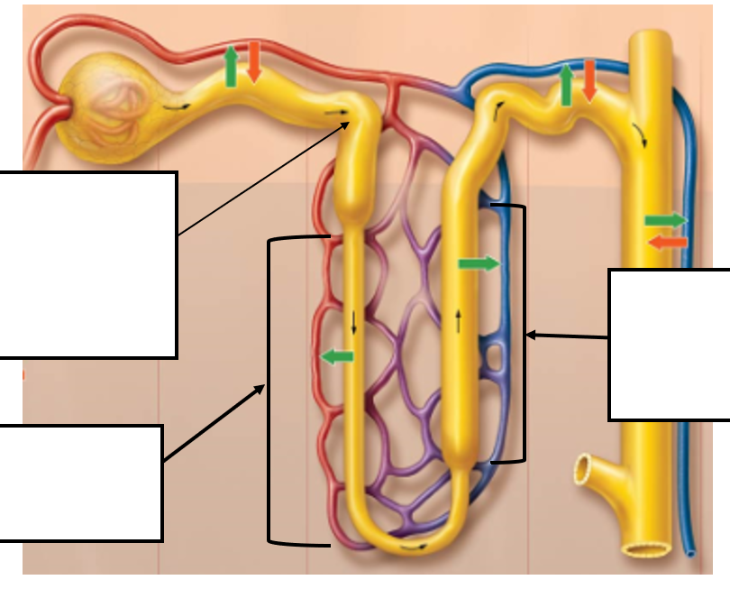 <p><strong>Proximal Tubule:</strong></p><ul><li><p>Filtrate concentration is = interstitial fluid concentration</p></li></ul><p><strong>Nephron Loop:</strong></p><ul><li><p>Water reabsorbed → filtrate becomes more concentrated</p></li></ul><p><strong>Distal Tubule:</strong></p><ul><li><p>NaCl secreted into tubule cells → draws water into filtrate via osmosis → filtrate becomes less concentrated</p></li></ul><p></p>