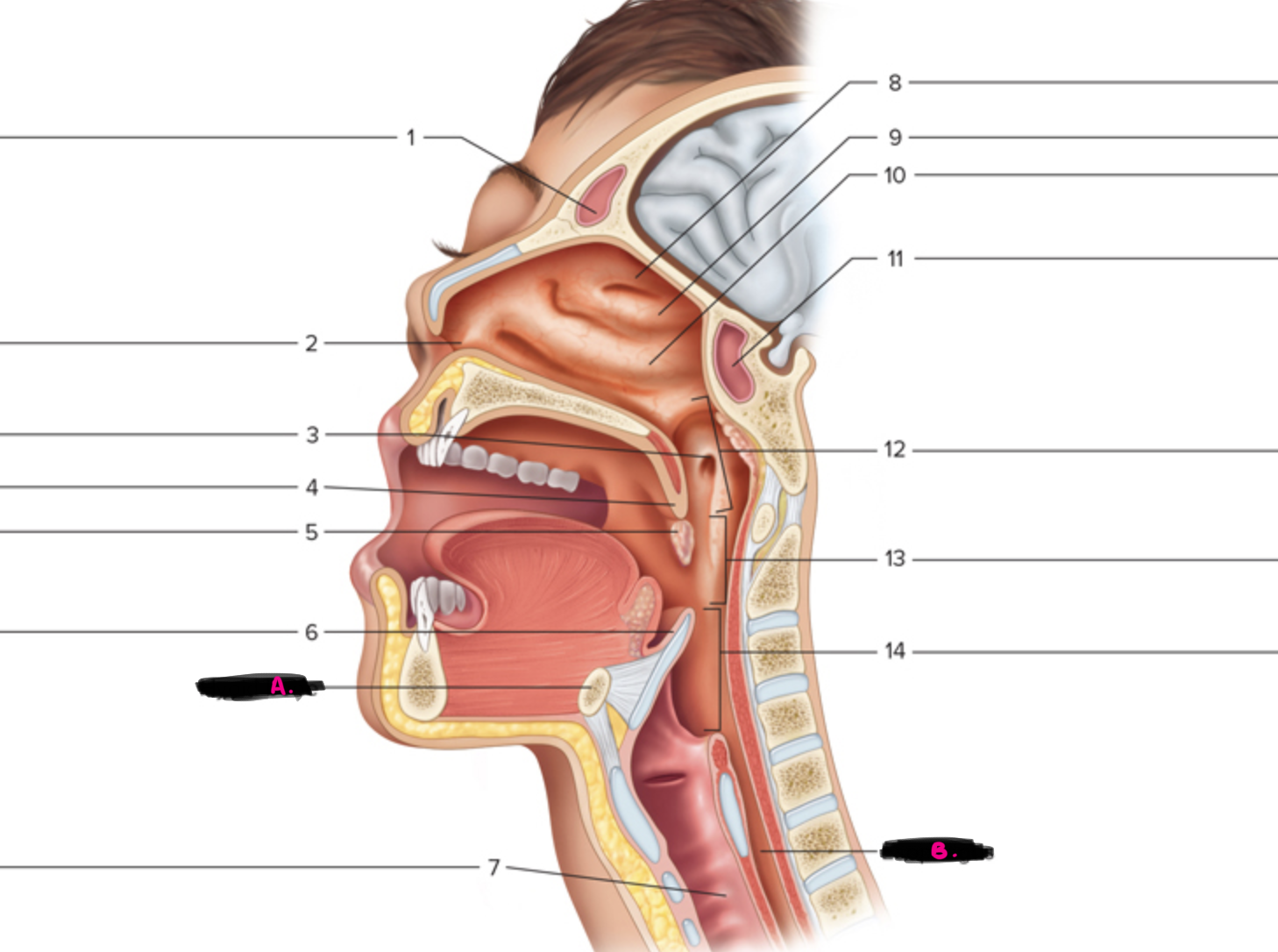 <p>what is 14 pointing to</p><p>hint - behind voicebox (neck)</p>
