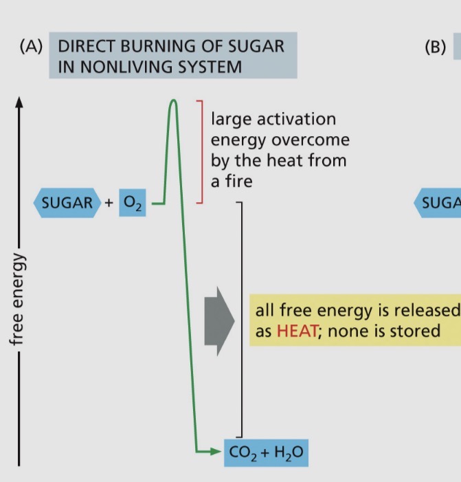 <ul><li><p>Large activation energy over some by the heat from a fire</p></li><li><p>All free energy is released as heat; none is stored</p><p></p></li></ul><p></p>