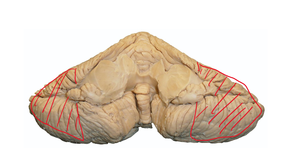 <p>Identify the highlighted section. What does it receive input from and where does it output?</p>