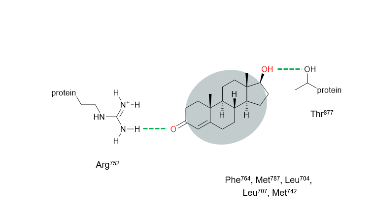 <p><strong>A1:</strong> Testosterone binds in a <strong>special pocket in the AR called the ligand-binding domain</strong>.</p><ul><li><p>This pocket has <strong>hydrophobic (water-fearing) areas</strong> that snugly fit the steroid rings of testosterone.</p></li><li><p>It also has <strong>hydrophilic (water-loving) areas</strong> where hydrogen bonds form with the –OH groups of testosterone.</p></li><li><p>Together, these interactions <strong>lock testosterone in place</strong>, allowing the AR to change shape and activate genes</p></li></ul><p></p>
