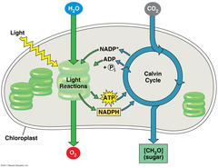 <p>A process used by plants and other autotrophs to capture light and energy and use it to power chemical reactions that convert carbon dioxide and water into oxygen and energy-rich carbohydrates, such as sugars and starches.</p>
