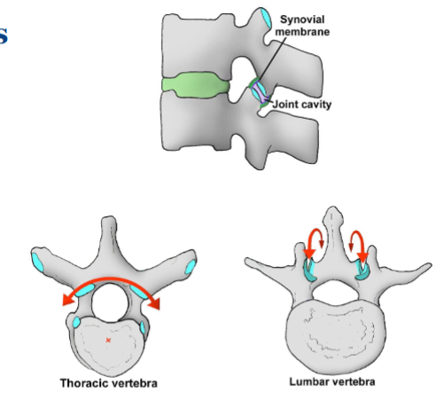 <ul><li><p>thoracic more specialised for coronal movement </p></li><li><p>lumbar for sagittal movement (flexing and extending in the lumbar region)</p></li></ul><p></p>