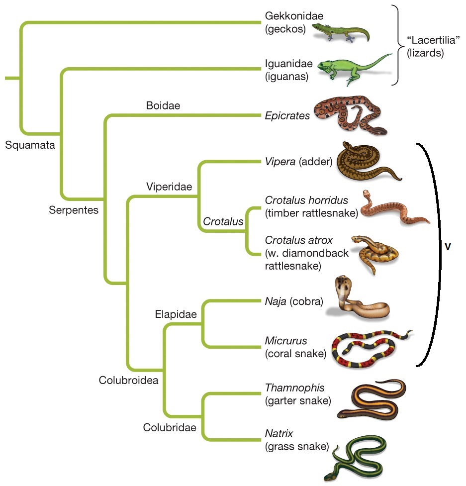<p><span>Refer to the figure showing a phylogenetic tree of some snakes and lizards.</span></p><p></p><p>Based on the information shown in the figure, which statement is true?</p><p></p><p>-Lacertilia (lizards) is a monophyletic taxon.</p><p>-The venomous snakes (indicated by the bracket marked "V") are all closely related to each other.</p><p>-Serpentes is paraphyletic.</p><p>-Family Viperidae is monophyletic.</p><p>-More than one of the above is correct.</p>