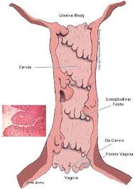 <ul><li><p>The cervix is very hard and rigid during estrus </p></li><li><p>composed of thick connective tissue</p></li><li><p>longitudinal folds</p></li></ul><p></p>