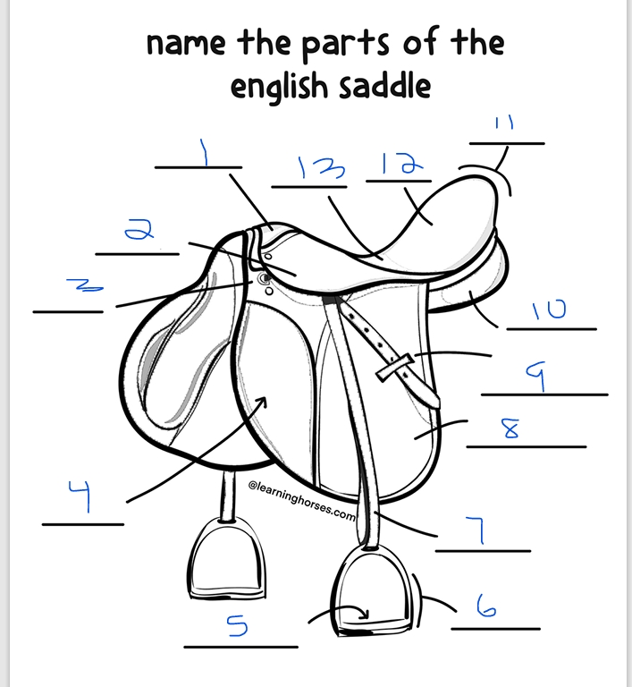 <p>Parts of an english saddle: Blank 13</p>