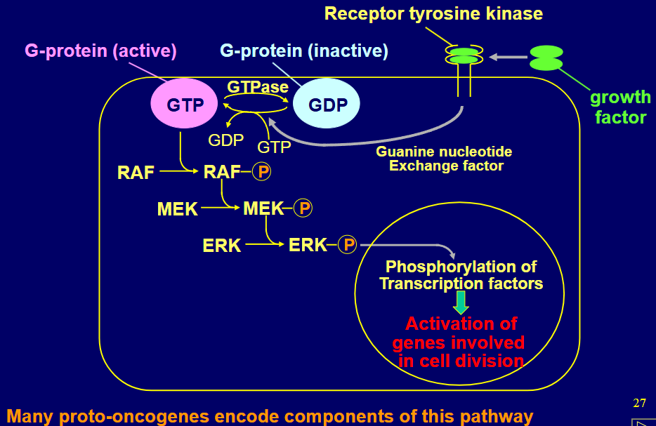 <p>growth factor binds tyrosine kinase</p><p>GEF activated so GDP -> GTP </p><p>RAF phosphorylated </p><p>MEK phosphorylated</p><p>ERK phosphorylated</p><p>transcription factors phosphorylated</p><p>genes involved in cell division activated</p>