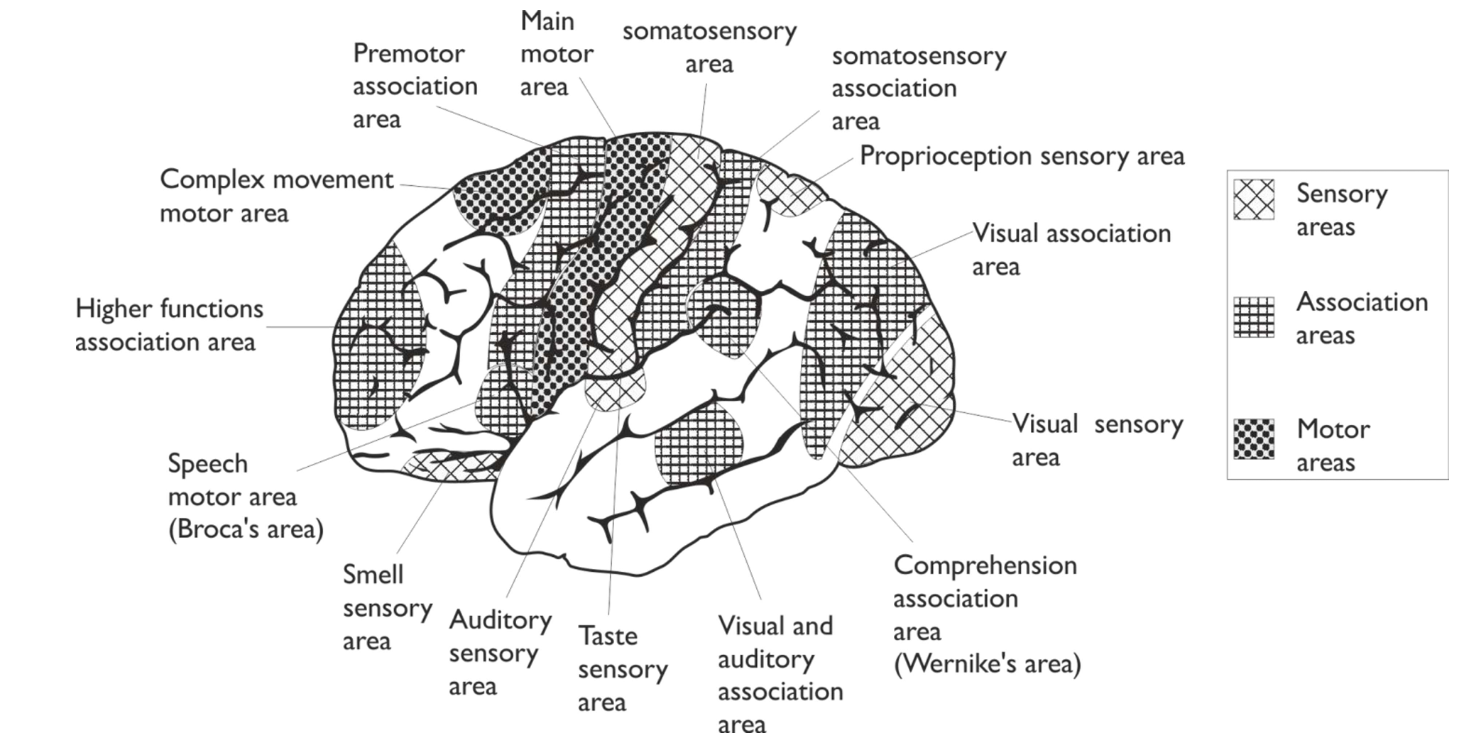 <p><span style="line-height: 115%;">The largest sensory area in the brain, responsible for the skin:</span></p><ul><li><p><span style="line-height: 115%;">the sensory areas receive & organise sensory input from receptor cells → there are different sensory areas for each organ (e.g. visual, auditory, smell, touch, etc) </span></p></li></ul><p></p>