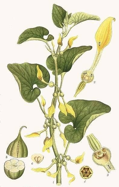 <p>نام علمی : Aristolochia spp.</p><p>ماده موثره : آریستولوچیک اسید (سم)</p><p>کاربرد دارویی : برای لاغری</p><p>اندام دارویی : میوه های گیاه</p><p>عوارض مسمومیت : نفروتاکسیسیتی، فیبروز کلیوی یا آتروفیل توبول ها از کار افتادن کلیه مرحله</p><p>End stage و سپس مرگ</p><p>نکته : نخستین مثال قابل استناد که به علت مصرف یک گیاه دارویی سرطان شدید ایجاد شده.</p>
