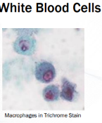 <p>Macrophages</p>
