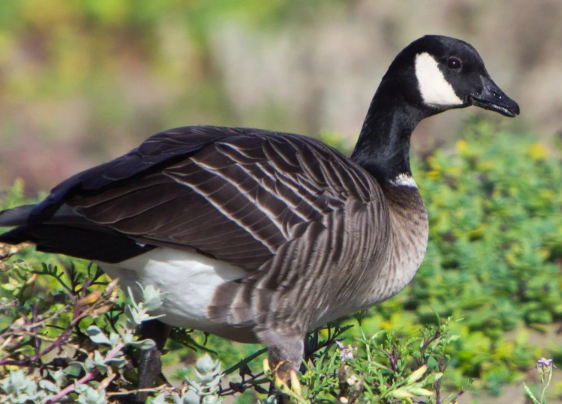 <p>smaller and shorter neck than Canada goose</p>
