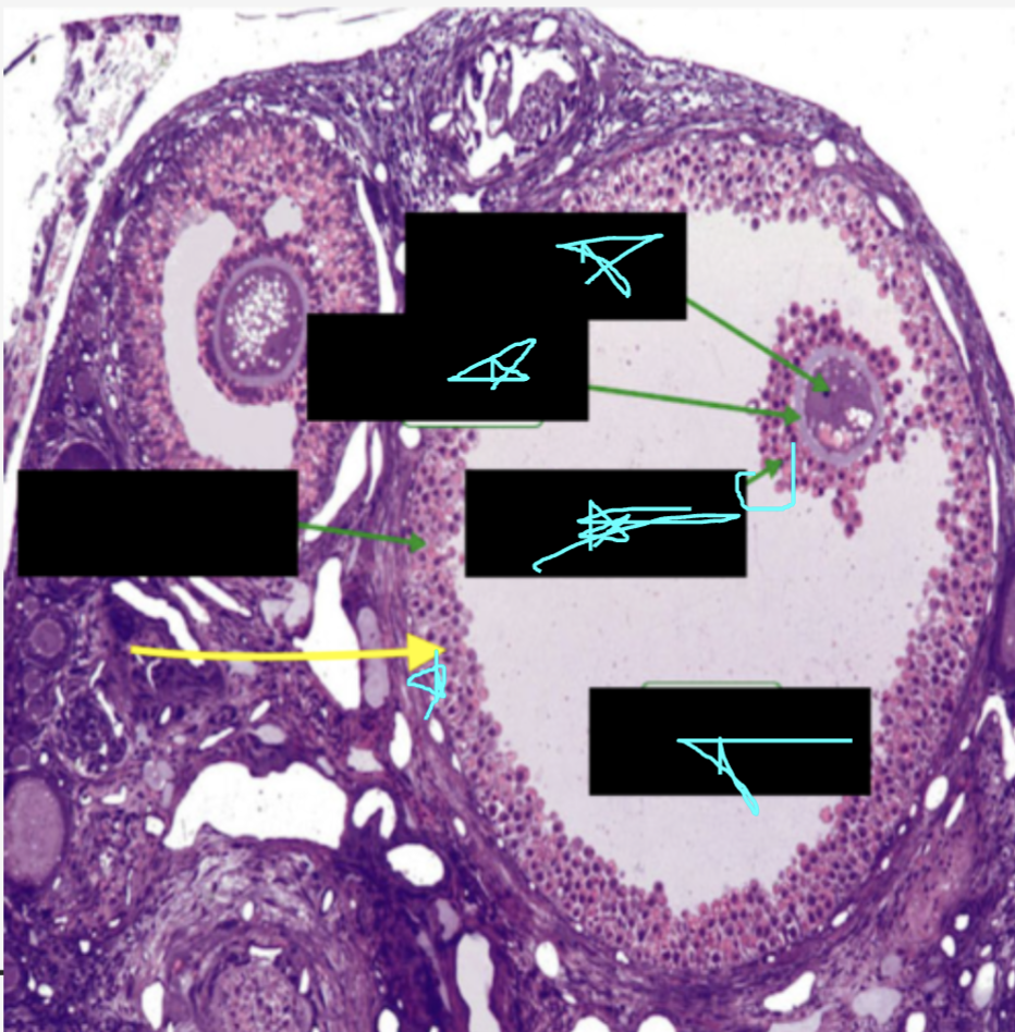 <p>identify the cell</p>